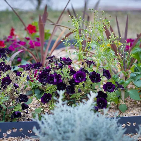 Maison d'hôtes D'hôtes Des Pins Cayeux-sur-Mer